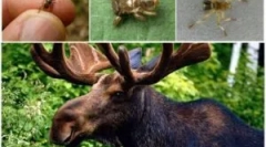 Power fly alebo jeleň krv